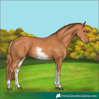Horse Color:White Spotted Chestnut