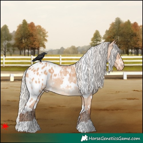 Horse Color:White Spotted Silver Bay Dun Appaloosa 
