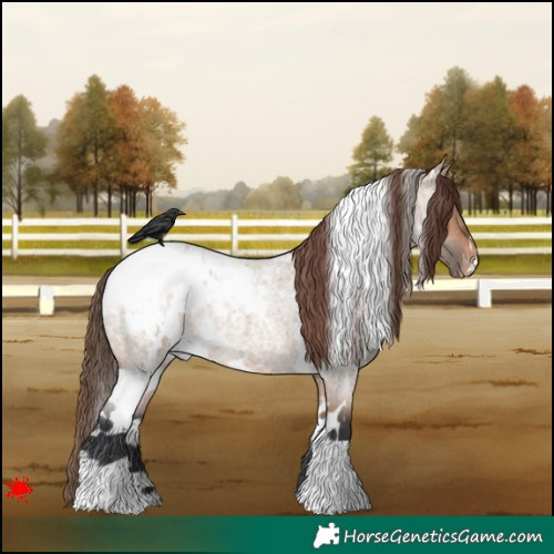 Horse Color:White Spotted Bay Roan Dun Appaloosa 