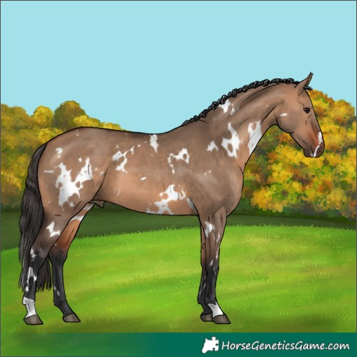 Horse Color:White Spotted Bay Dun