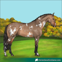 Horse Color:White Spotted Bay Dun
