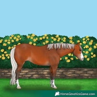 Horse Color:Silver Bay 