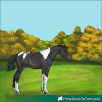 Horse Color:Black Tobiano Appaloosa Rabicano 