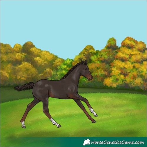 Horse Color:Liver Chestnut Tobiano 