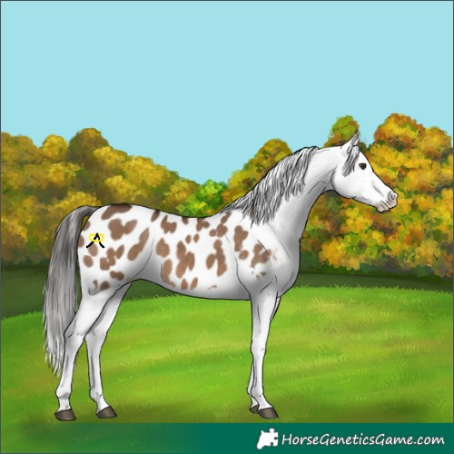Horse Color:Liver Red Dun Blanket 