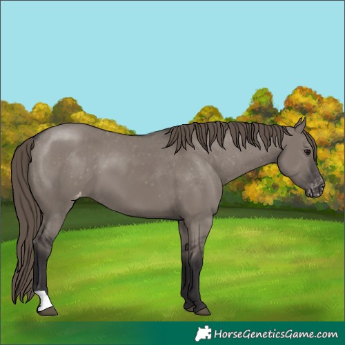 Horse Color:Smoky Grullo Appaloosa 