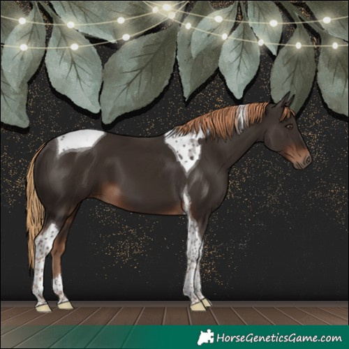 Horse Color:Liver Chestnut Tobiano