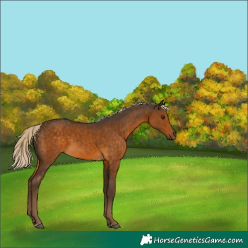 Horse Color:Chocolate Palomino 