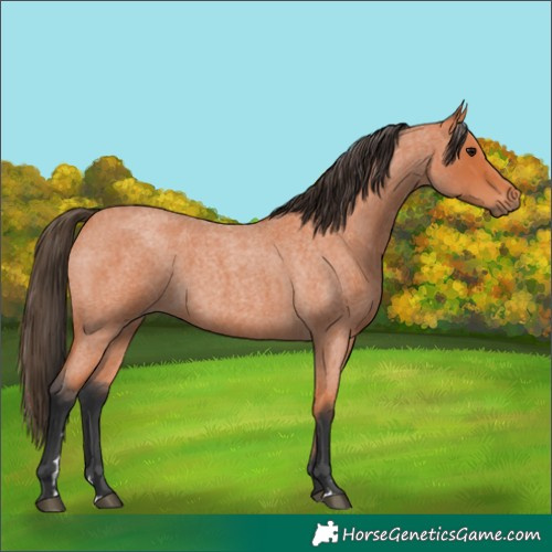 Horse Color:Unknown 