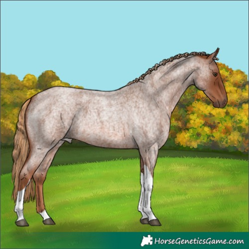 Horse Color:Unknown 