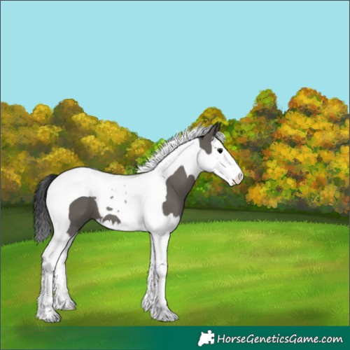 Horse Color:Grullo Splash Tobiano 