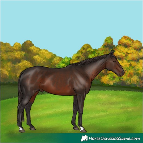 Horse Color:Liver Chestnut 