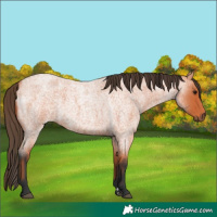 Horse Color:Unknown 