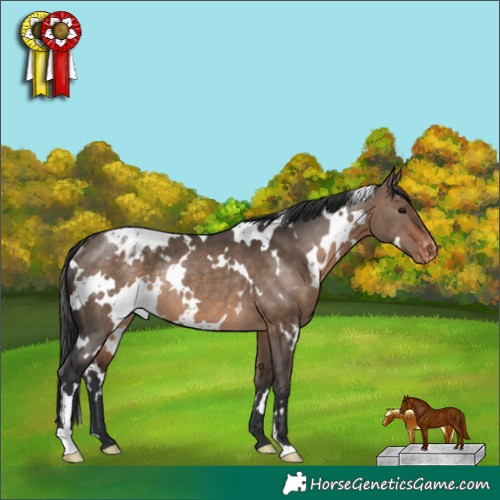 Horse Color:White Spotted Brown Dun Appaloosa Rabicano 