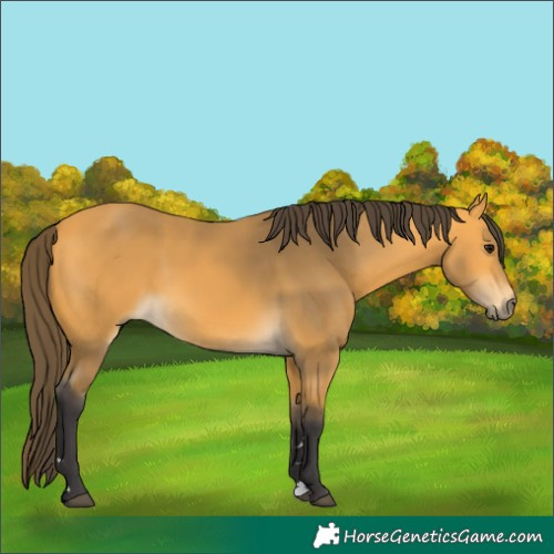 Horse Color:Buckskin 