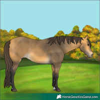 Horse Color:Buckskin