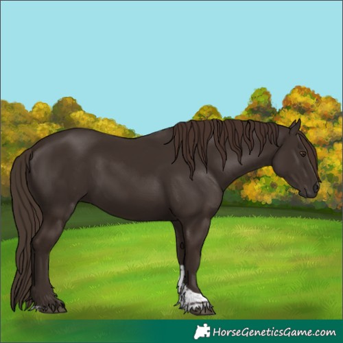 Horse Color:Liver Chestnut Tobiano 