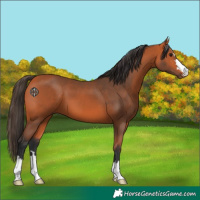 Horse Color:Bay 