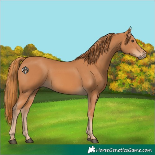 Horse Color:Chestnut 