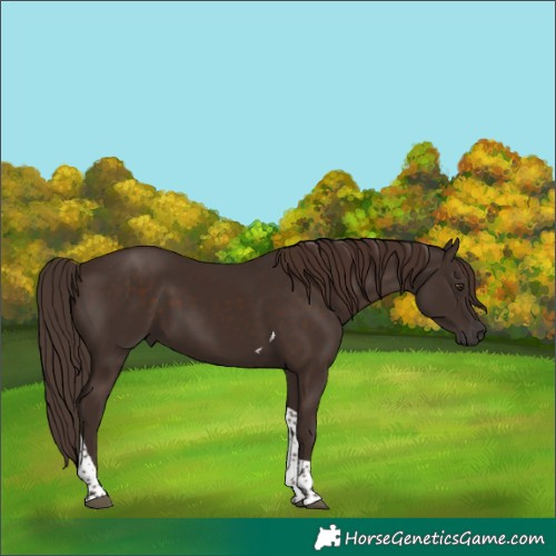 Horse Color:Liver Chestnut Tobiano