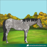 Horse Color:Grullo Ice