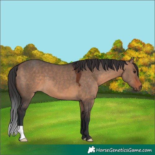 Horse Color:Brown Dun 