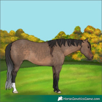 Horse Color:Brown Dun 