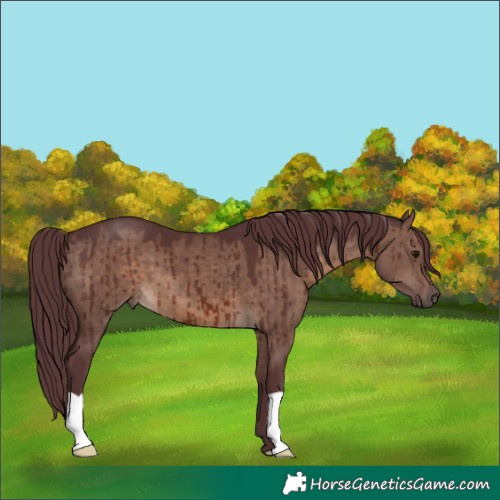 Horse Color:Chocolate Brown Dun Brindle 