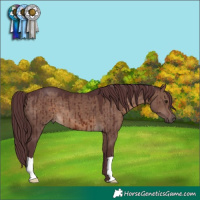 Horse Color:Chocolate Brown Dun Brindle 