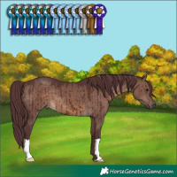 Horse Color:Chocolate Brown Dun Brindle