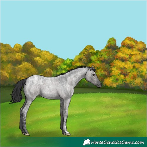 Horse Color:Grullo Ice Roan Brindle 