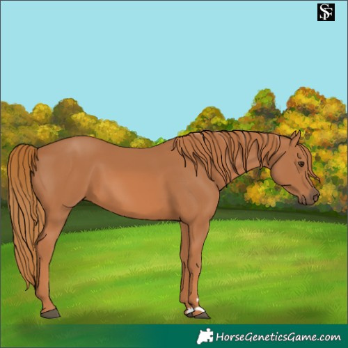 Horse Color:Chestnut 
