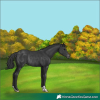 Horse Color:Black Varnish Rabicano 