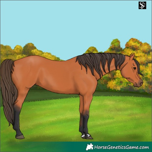 Horse Color:Bay 