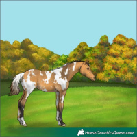 Horse Color:White Spotted Buckskin 