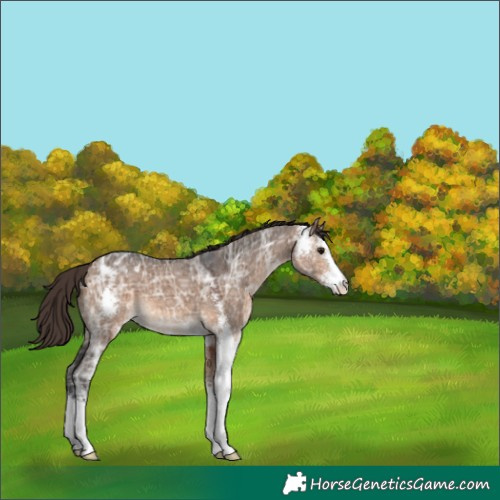 Horse Color:Brown Ice Dun Sabino Varnish 