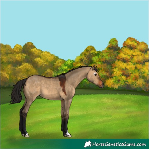 Horse Color:Gray Bay Dun 