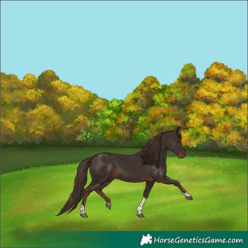 Horse Color:Liver Chestnut Tobiano