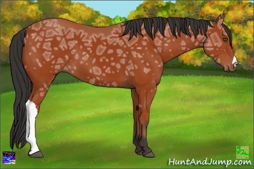 Horse Color:Bay Ice