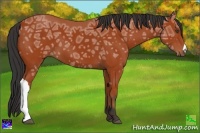 Horse Color:Bay Ice
