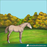 Horse Color:Red Dun Sabino