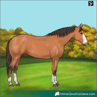 Horse Color:Bay 