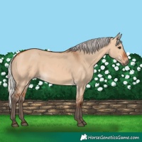 Horse Color:Silver Bay Dun 