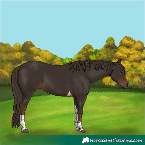 Horse Color:Liver Chestnut Tobiano 