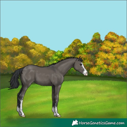 Horse Color:Grullo Sabino 