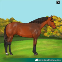 Horse Color:Bay 