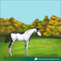 Horse Color:Black Sabino Frame 