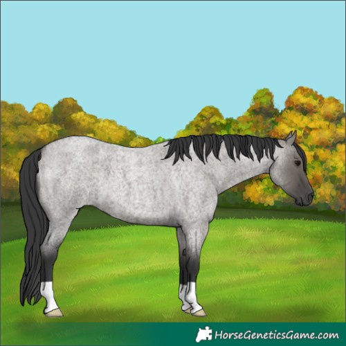 Horse Color:Grullo Roan