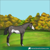 Horse Color:Grullo Frame 