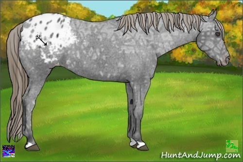 Horse Color:Smoky Black Ice Appaloosa 